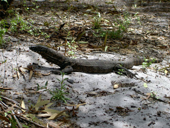 Camp Visitor